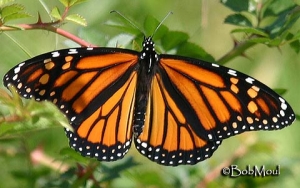 Danaus_plexippus-adult.jpg