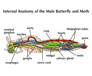 File:Internal morphology of Lepidoptera.svg - Wikimedia Commons