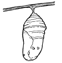 pupa125.jpg