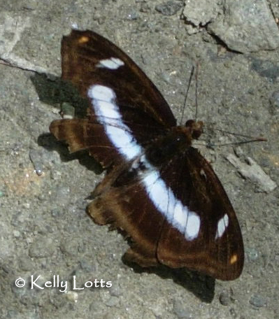 (Athyma cama zoroastes) (Athyma cama zoroastes)