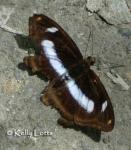 (Athyma cama zoroastes) (Athyma cama zoroastes)