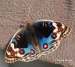 brown speckled junonia