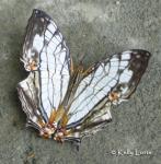 Map Butterfly (Cyrestis thyodamas)