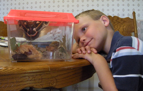 Viewing a Cecropia Moth Viewing a Cecropia Moth