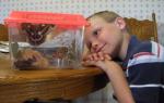 Viewing a Cecropia Moth Viewing a Cecropia Moth