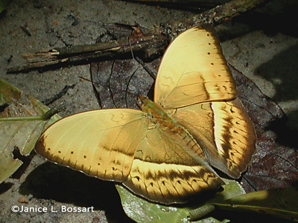 Common Yellow Glider (Cymothoe egesta) Common Yellow Glider (Cymothoe egesta)