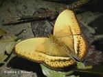 Common Yellow Glider (Cymothoe egesta)