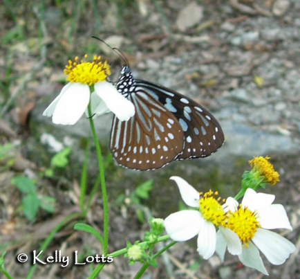 Danaid species (subfamily Danainae)