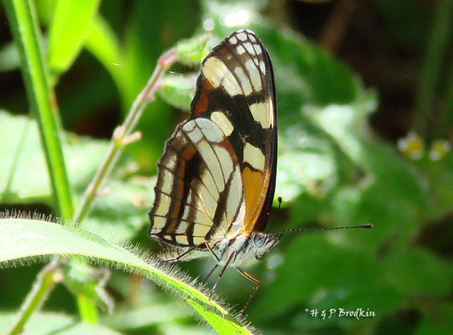 (Erisia clio)