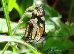 (Erisia clio) (Erisia clio)
