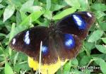 Danaid Eggfly (Hypolimnas missipus)