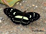 (Heliconius atthis)