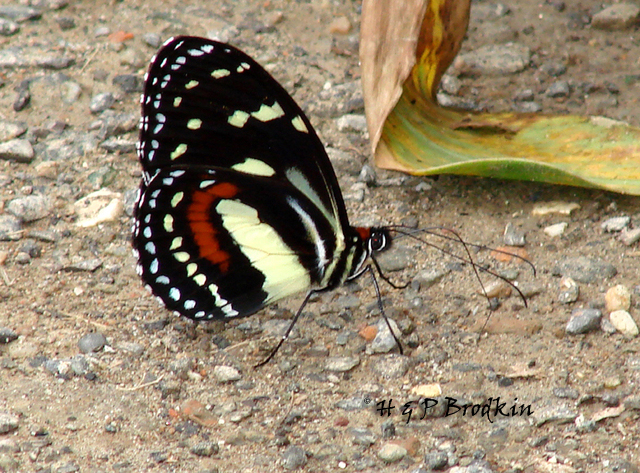 (Heliconius atthis) (Heliconius atthis)