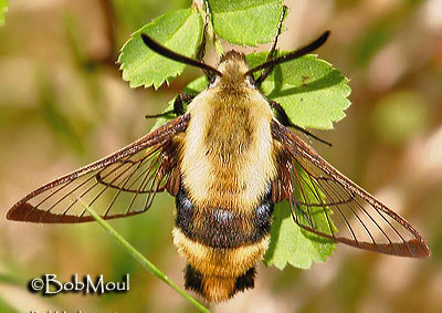 Snowberry clearwing (Hemaris diffinis) Snowberry clearwing (Hemaris diffinis)