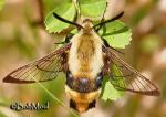 Snowberry clearwing (Hemaris diffinis)