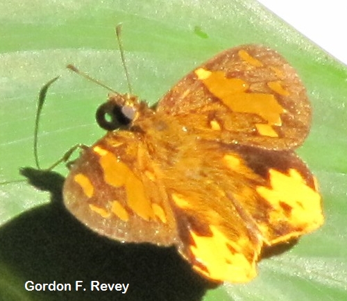 Orange Sprite (Celaenorrhinus galenas) Orange Sprite (Celaenorrhinus galenas)