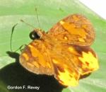 Orange Sprite (Celaenorrhinus galenas)