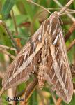White-lined sphinx (Hyles lineata)