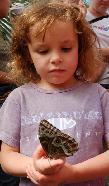Handling a Butterfly Handling a Butterfly