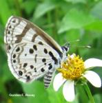 Natal Babul Blue (Azanus natalensis) Natal Babul Blue (Azanus natalensis)