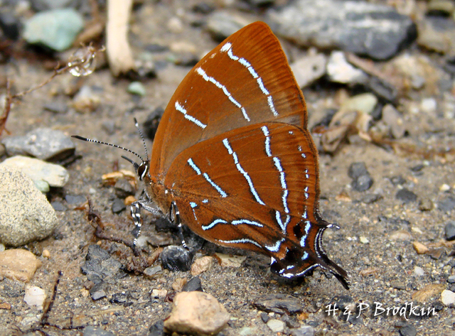 (Micandra aegides) (Micandra aegides)