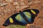 Janetta Themis Forester (Euphaedra janetta)