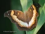 Common Commodore (Precis pelarga)