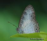 Light Bush Brown (Bicyclus dorothea)