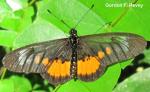 (Acraea penelope)