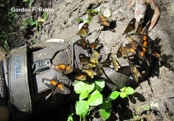 (Acraea penelope) males (Acraea penelope) males