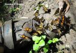 (Acraea penelope) males