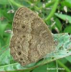 Dentate Bush Brown (Bicyclus dentatus)