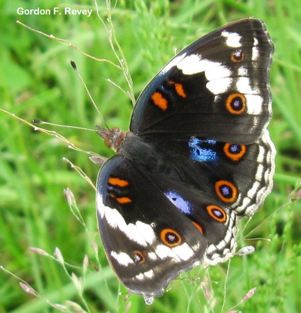 Blue Pansy (Junonia oenone) Blue Pansy (Junonia oenone)