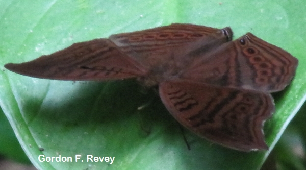 Brown Pansy (Junonia gregorii) Brown Pansy (Junonia gregorii)