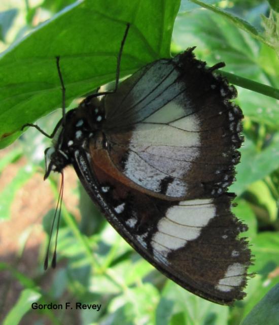 (Hypolimnas missippus), male (Hypolimnas missippus), male