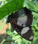 (Hypolimnas missippus), male