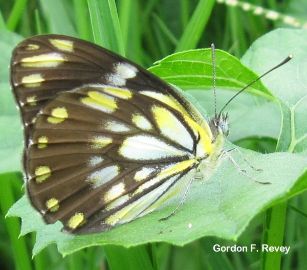 African Caper White (Belenois creona severina) African Caper White (Belenois creona severina)