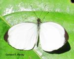 Hybrid Wood White (Leptosia hybrida)
