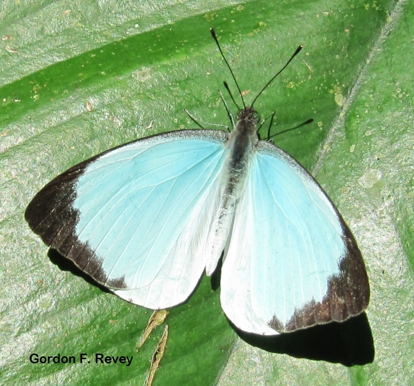 Cambridge Vagrant (Nepheronia thalassina) Cambridge Vagrant (Nepheronia thalassina)