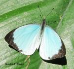 Cambridge Vagrant (Nepheronia thalassina) Cambridge Vagrant (Nepheronia thalassina)