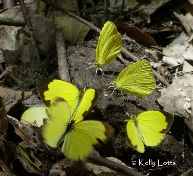 Common Grass-Yellow (Eurema hecabe) Common Grass-Yellow (Eurema hecabe)