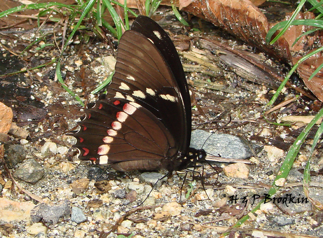 (Pterourus menatius) (Pterourus menatius)