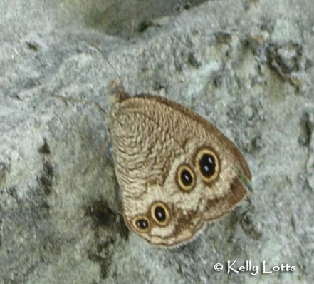 Ringlet Butterfly (Ypthima multistriata) Ringlet Butterfly (Ypthima multistriata)
