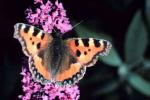 Small Tortoiseshell (Aglais urticae)