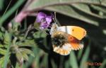 Orange Tip (Anthocharis cardimine)