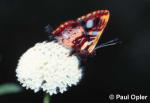 Fuzzy-legged Metalmark (Anteros carausius)