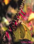 White Angled-Sulphur (Anteos clorinde)