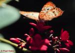 White Peacock (Anartia jatrophae)