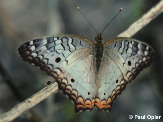 White Peacock (Anartia jatrophae) White Peacock (Anartia jatrophae)