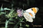 Pacific Orangetip (Anthocharis sara)